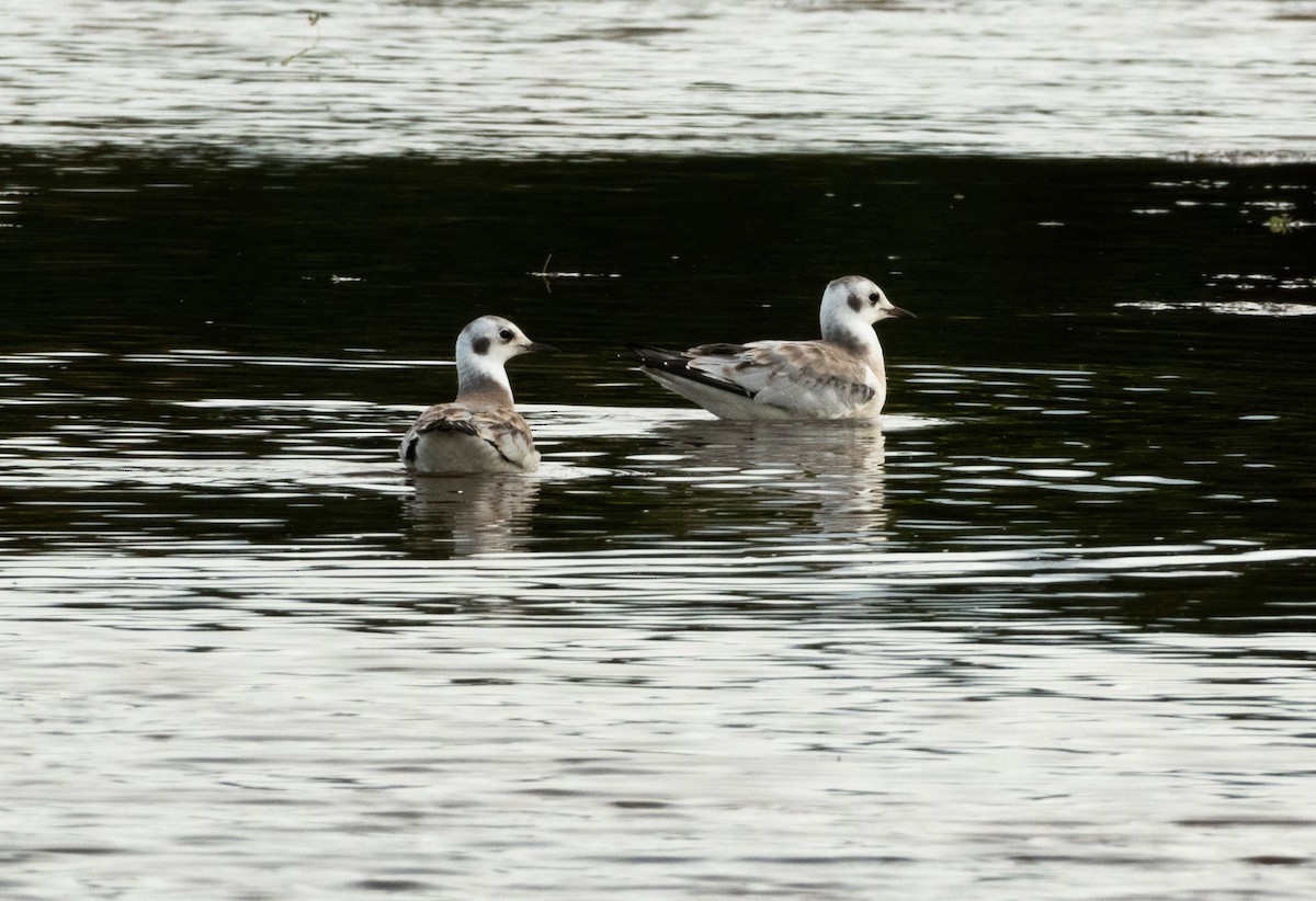 Bonaparte's Gull - ML598807101