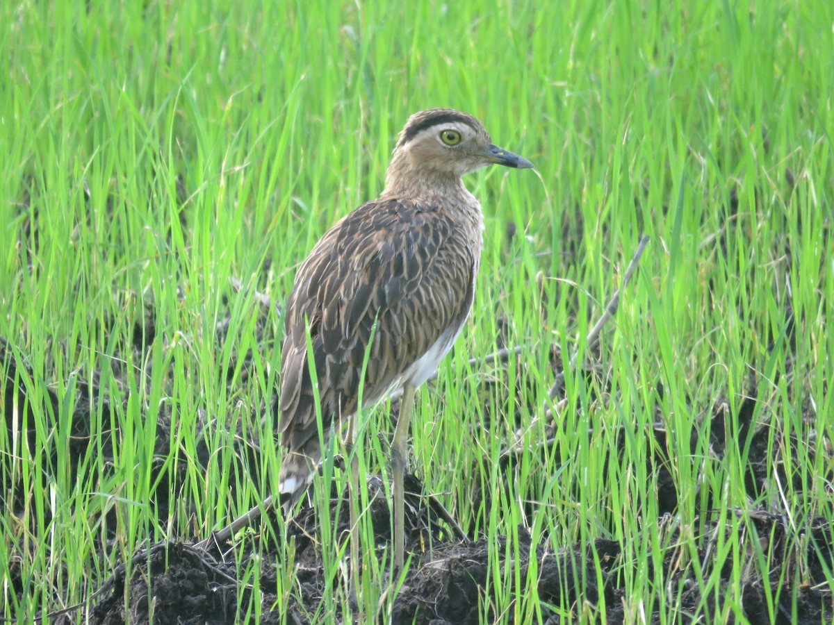 Double-striped Thick-knee - ML598807361