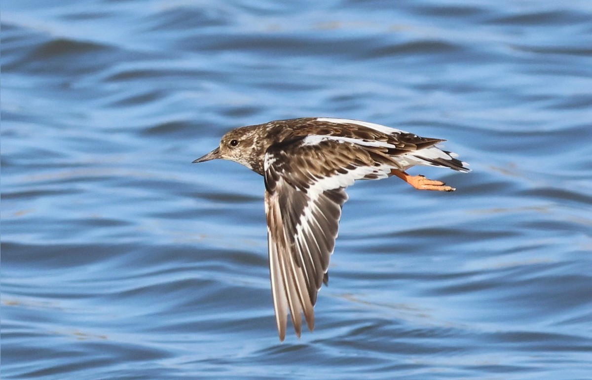 Ruddy Turnstone - ML598807801