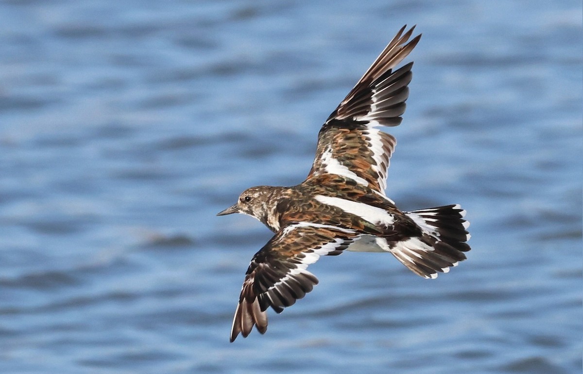 Ruddy Turnstone - ML598807811