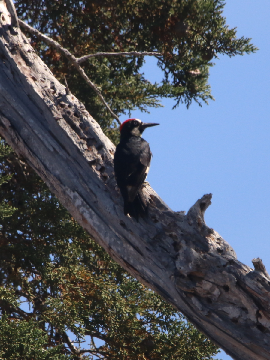 Acorn Woodpecker - ML598808141