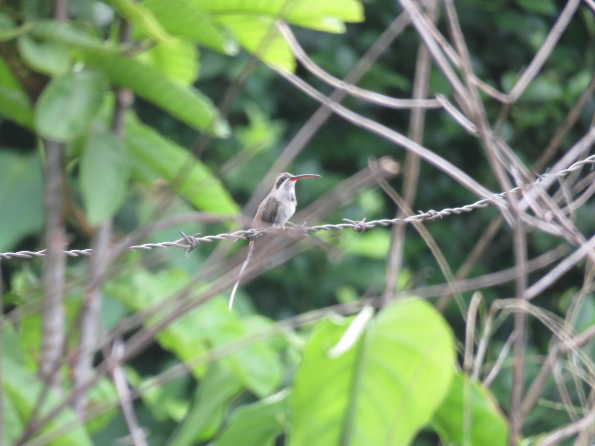 Sooty-capped Hermit - ML598809021