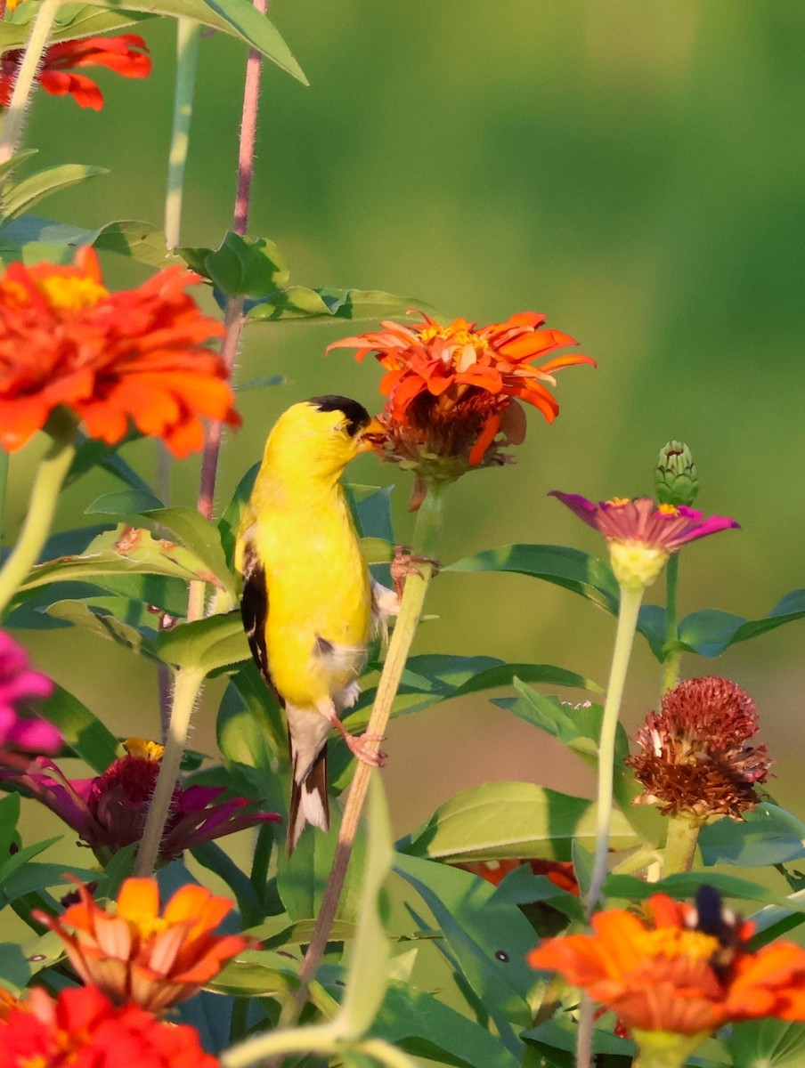 American Goldfinch - ML598809501