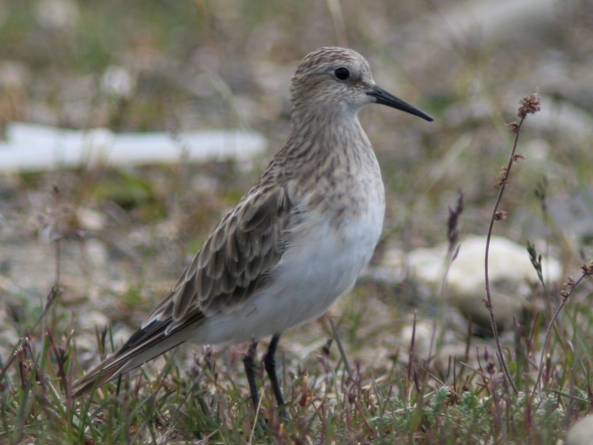 Baird's Sandpiper - Markus Deutsch