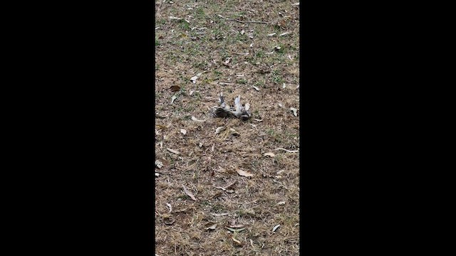 マミジロマネシツグミ - ML598810741