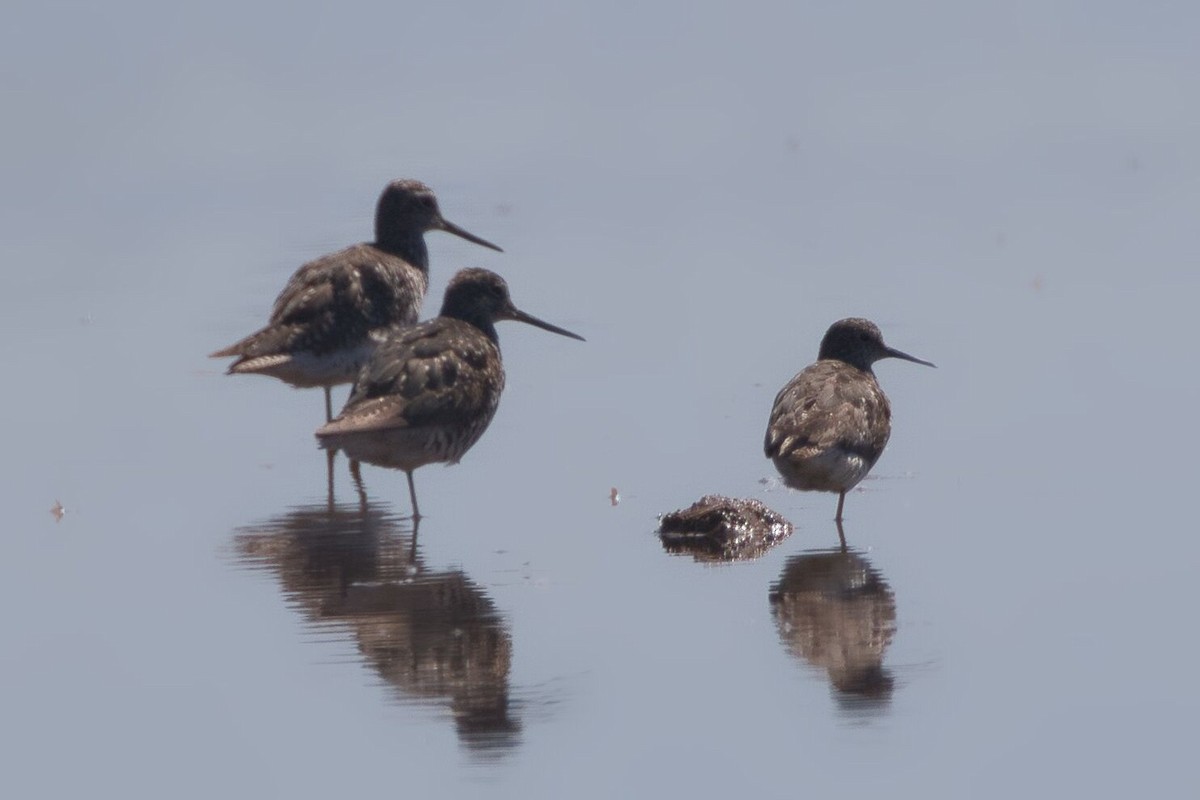 gulbeinsnipe - ML598811161