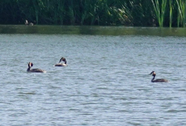 Great Crested Grebe - ML598811811