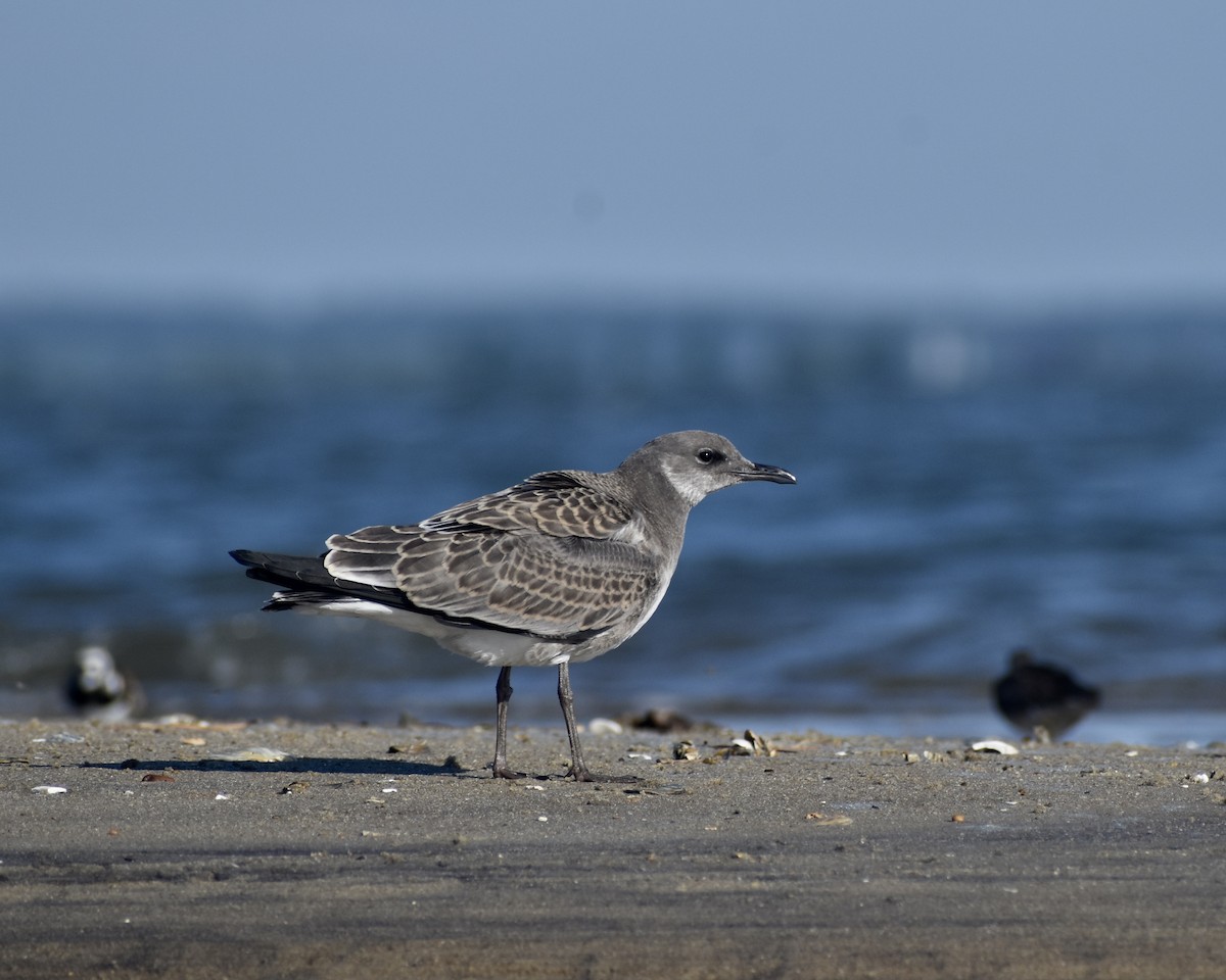 Laughing Gull - Trevor MacLaurin