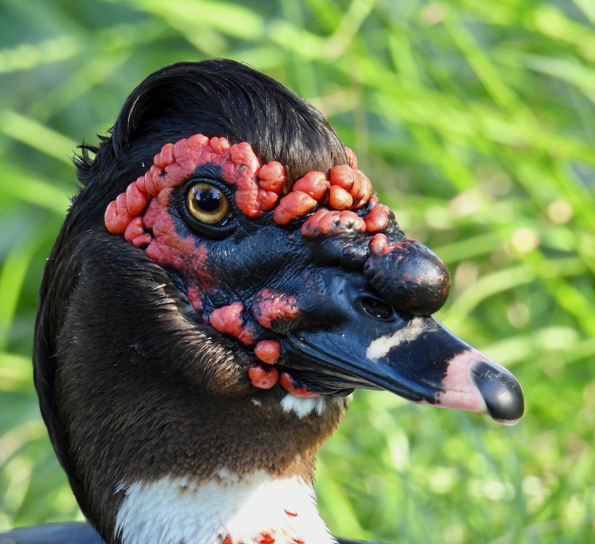 Muscovy Duck (Domestic type) - Van Remsen