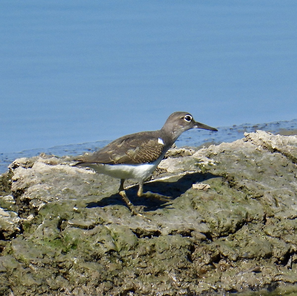 Spotted Sandpiper - ML598814221