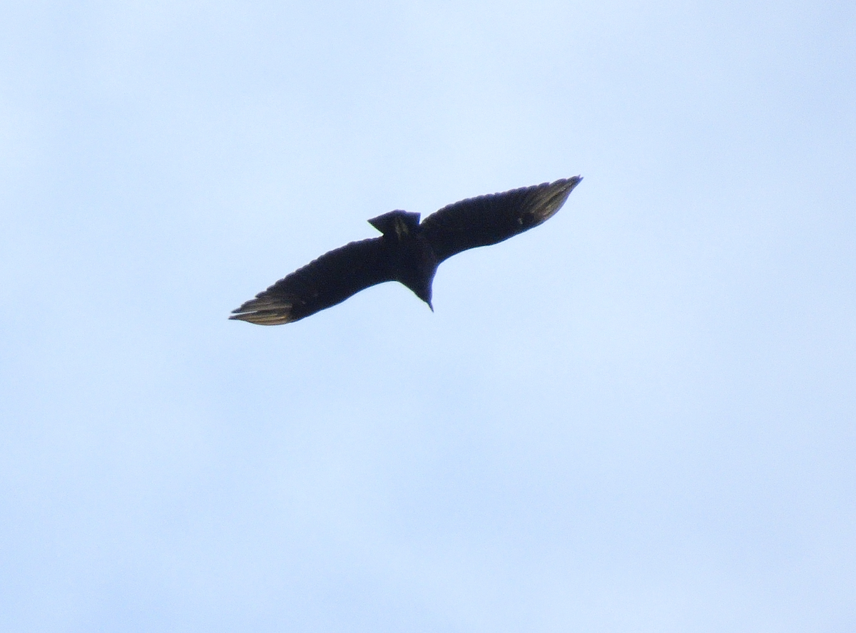 Black Vulture - Brian Beauchene