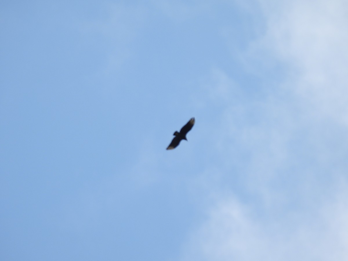 Black Vulture - ML598814571