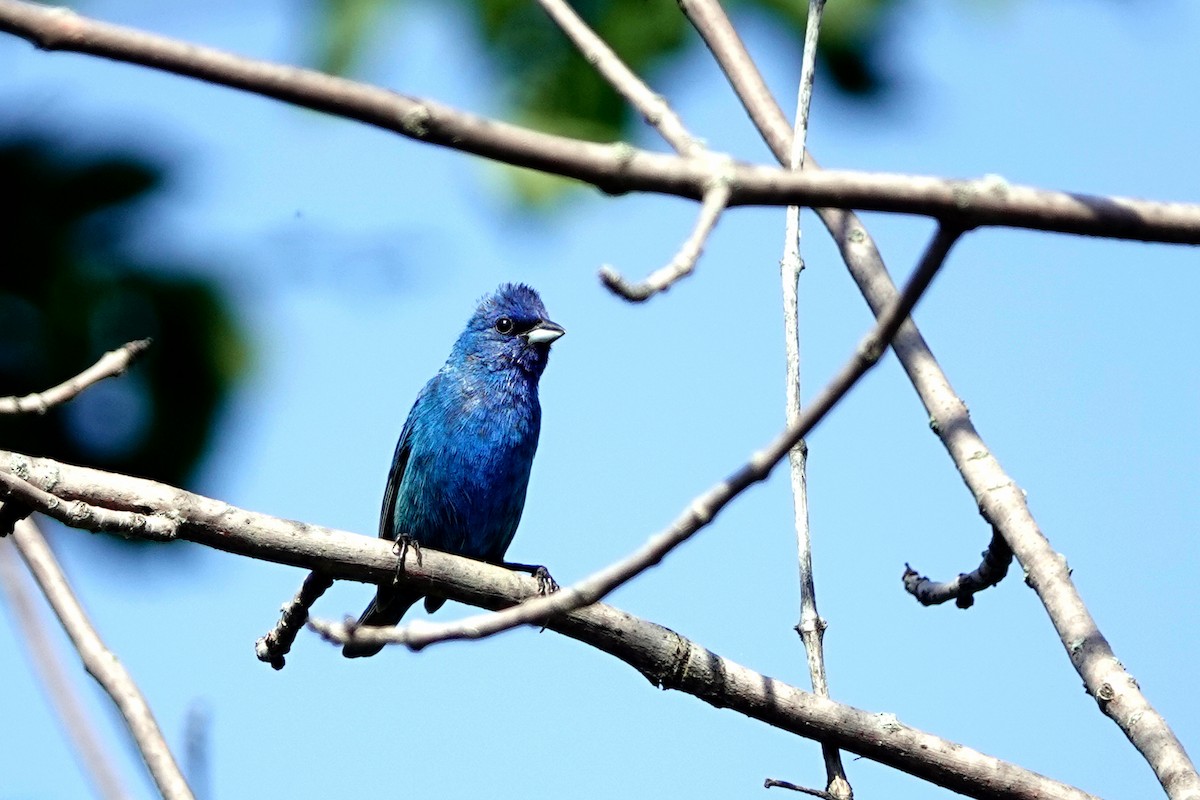 Indigo Bunting - ML598815221