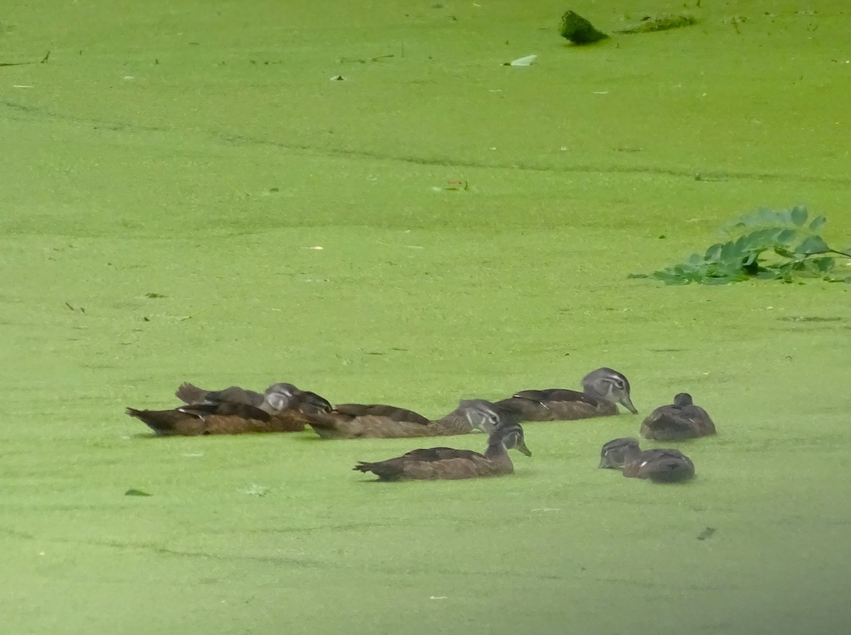 Wood Duck - ML598816611