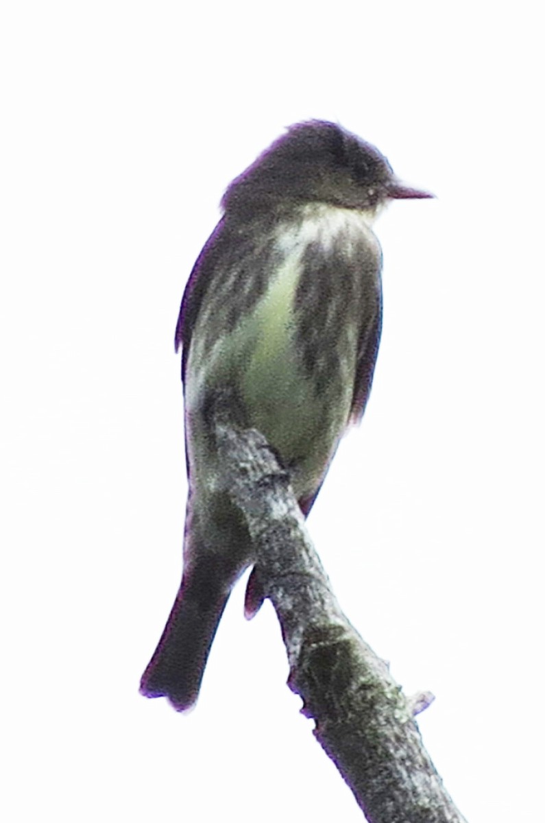 Olive-sided Flycatcher - ML59881741