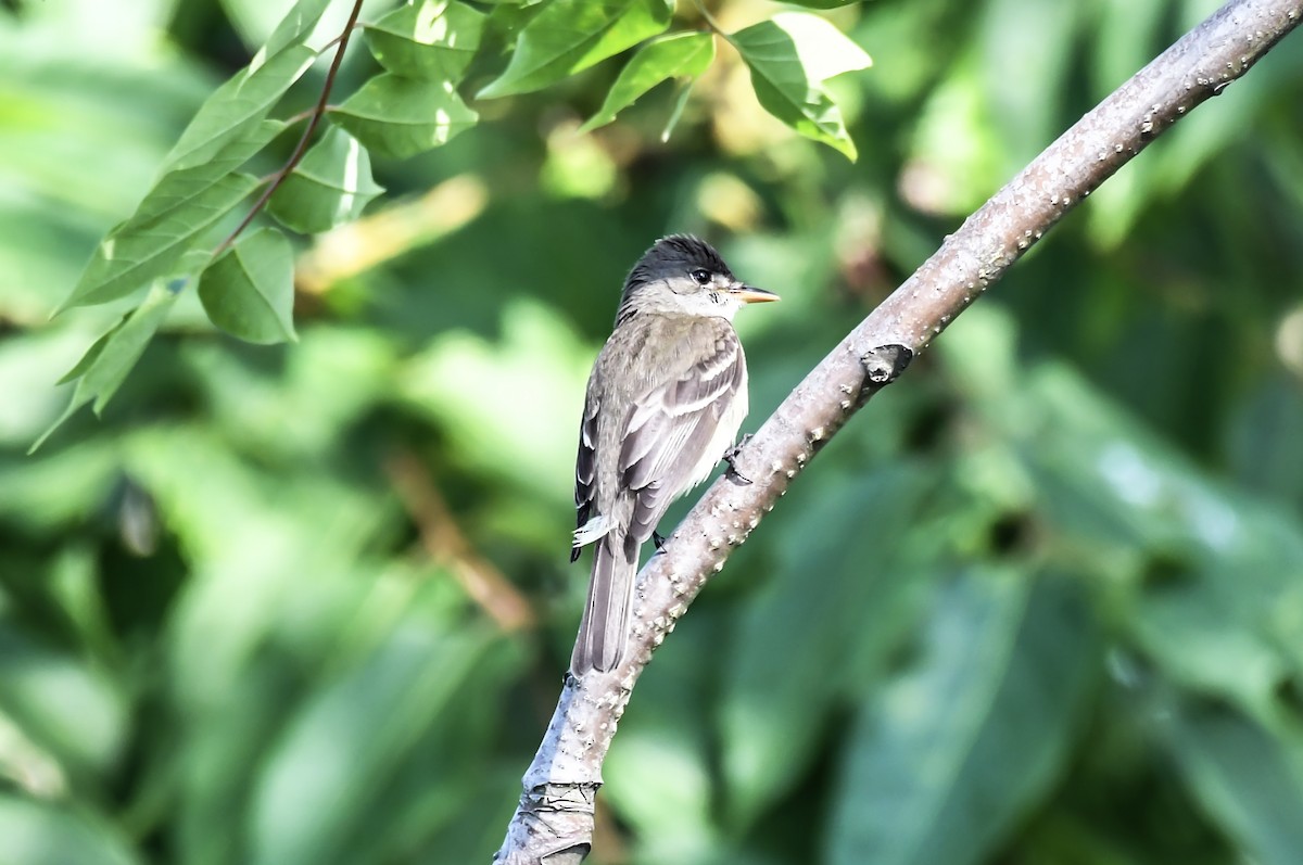 Willow Flycatcher - William Batsford