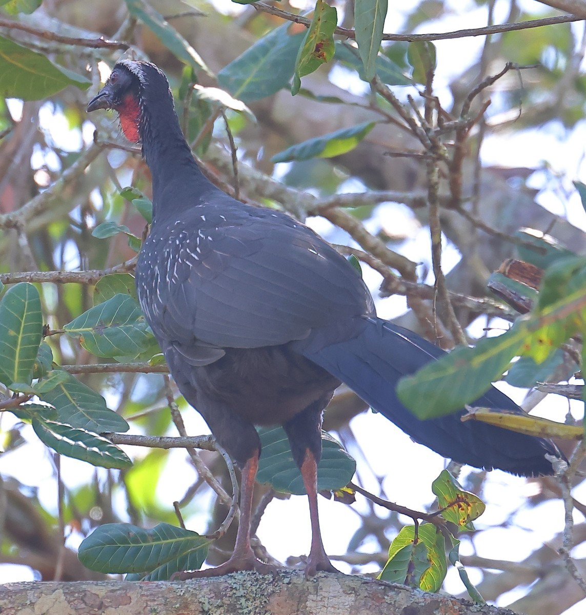 White-browed Guan - ML598817481