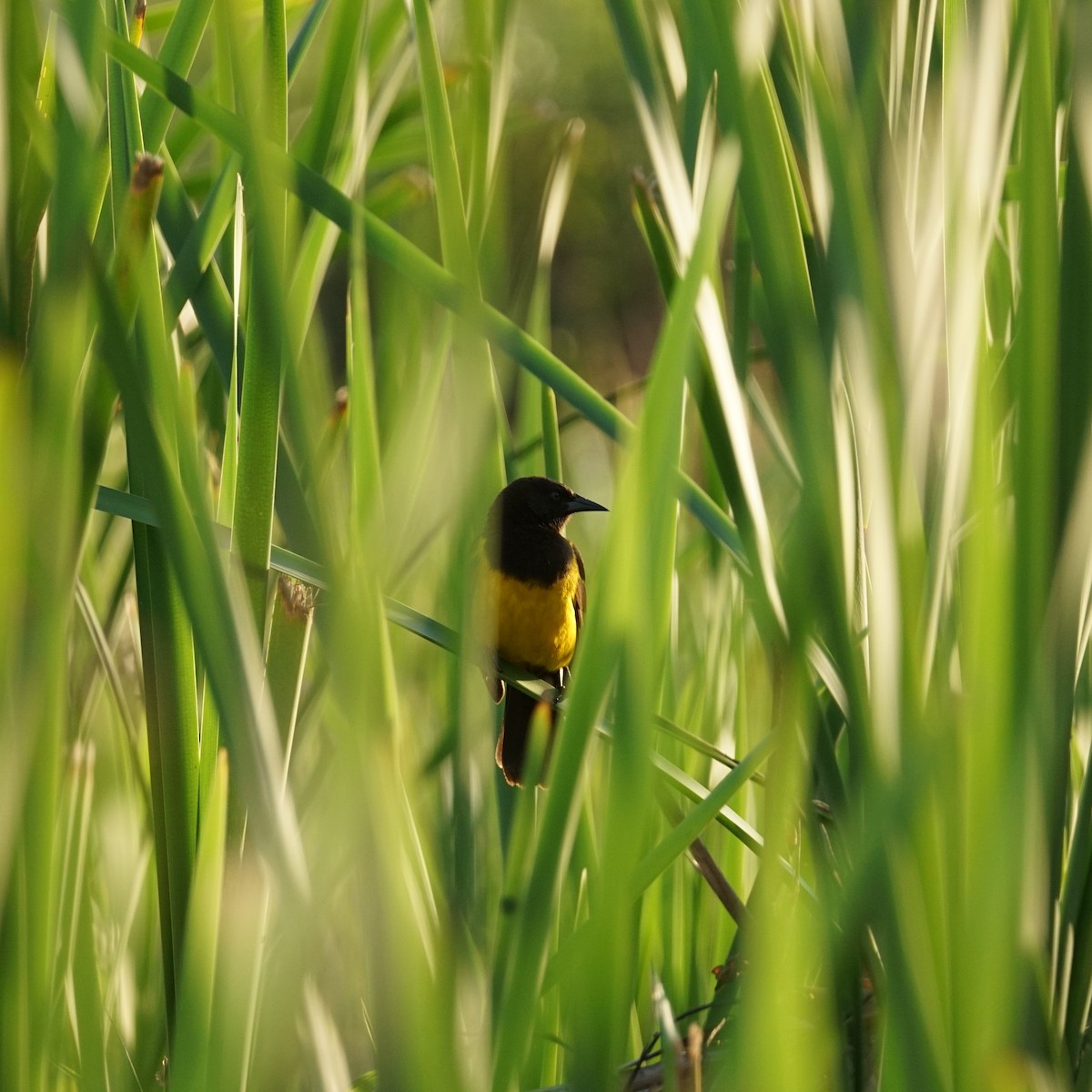 Yellow-rumped Marshbird - ML598818171