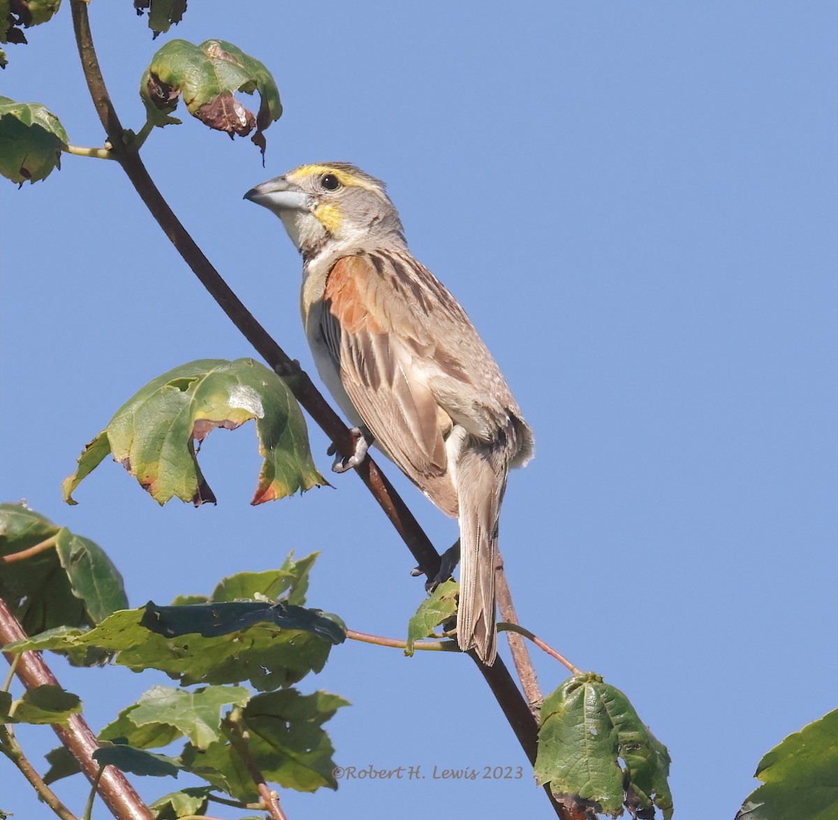 Dickcissel - ML598820071