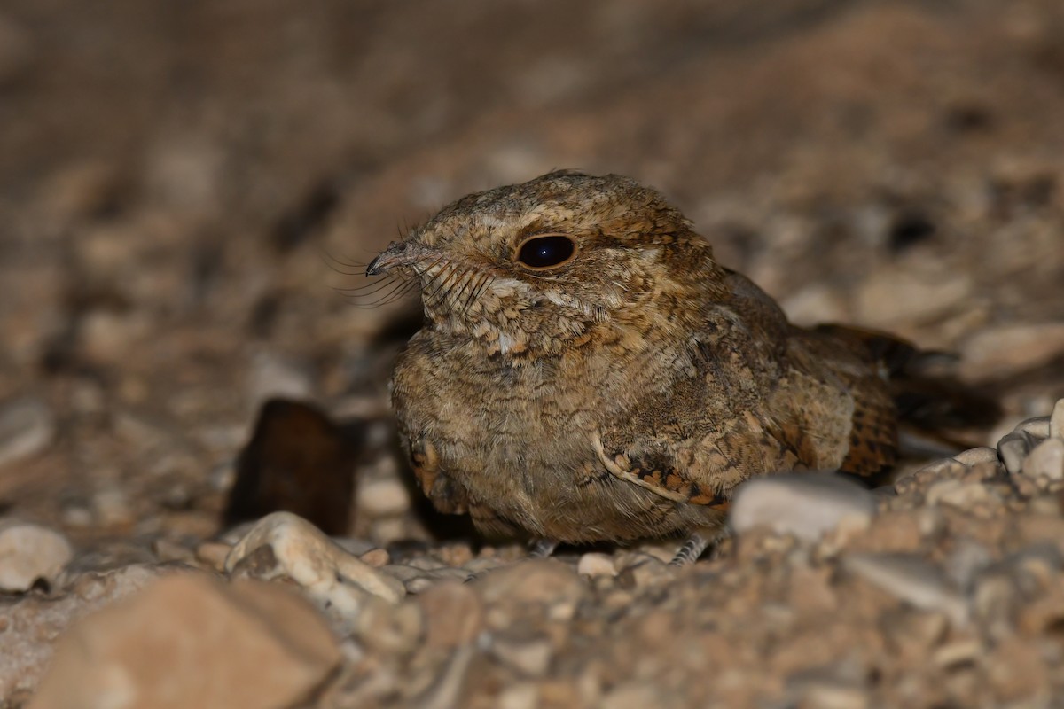 Nubian Nightjar - ML598823041