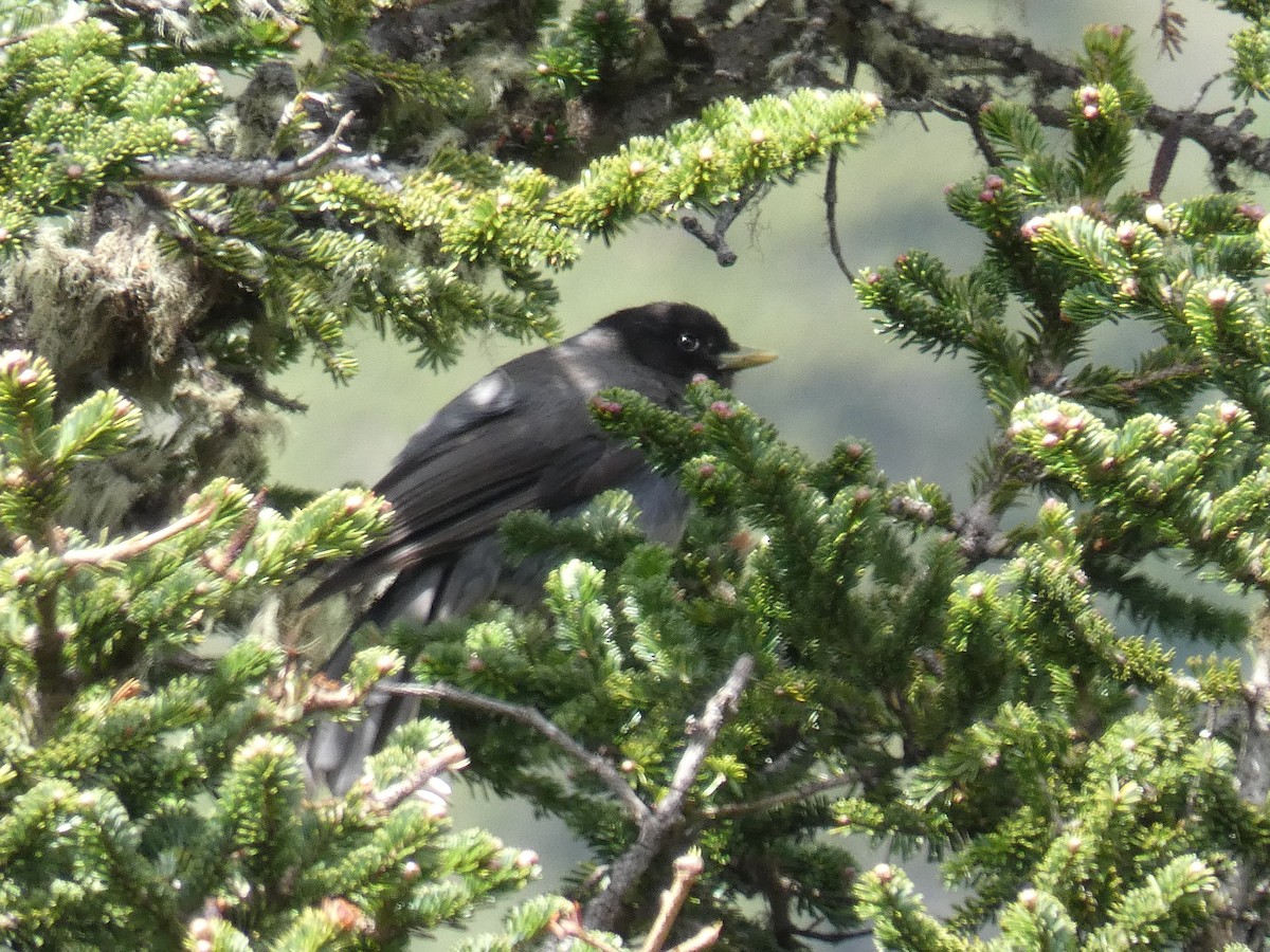 Sichuan Jay - Cathryn Pritchard