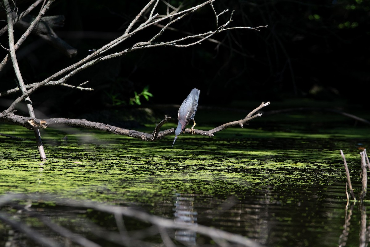 Green Heron - ML598823501