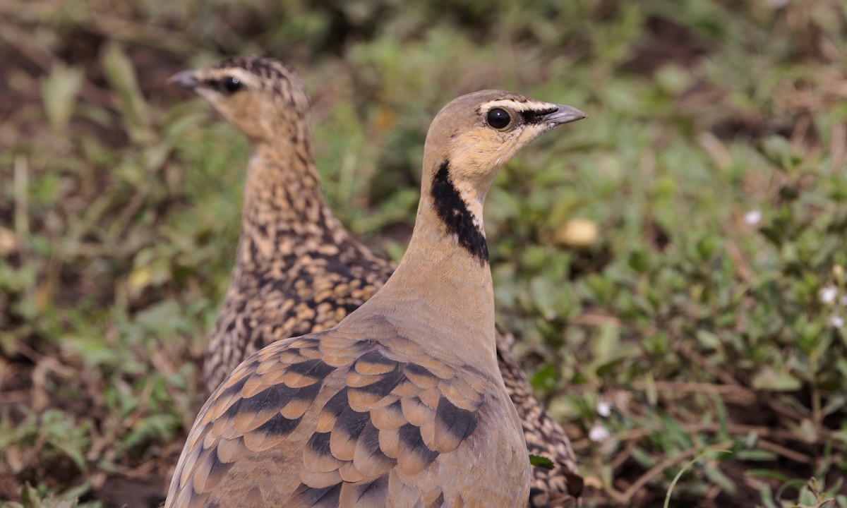 Yellow-throated Sandgrouse - ML598823951