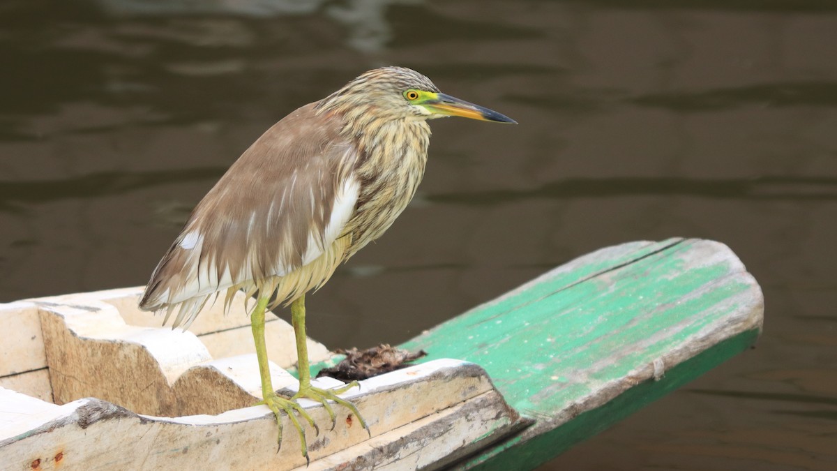 heron sp. - Sabine Sill