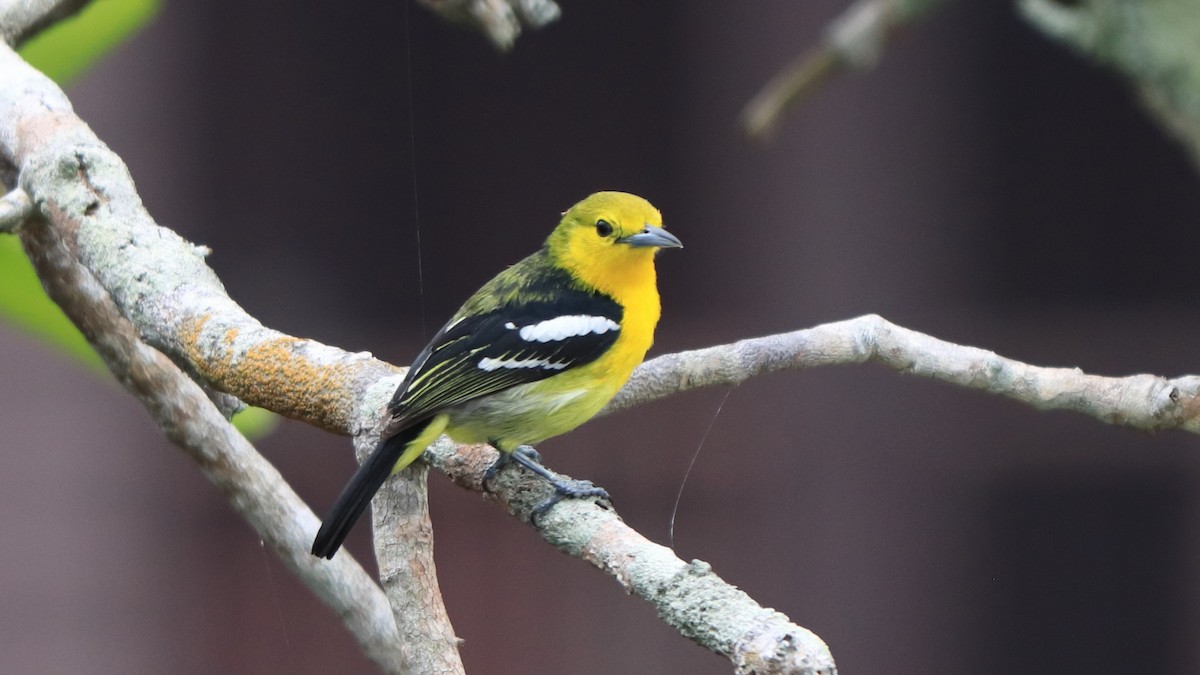 Common Iora - ML598825461