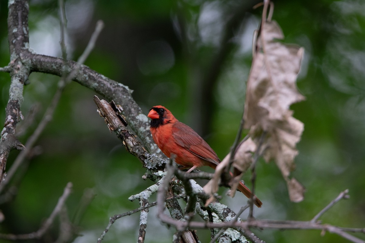 Kırmızı Kardinal - ML598825491