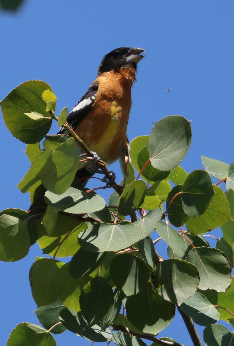 Black-headed Grosbeak - ML598825881