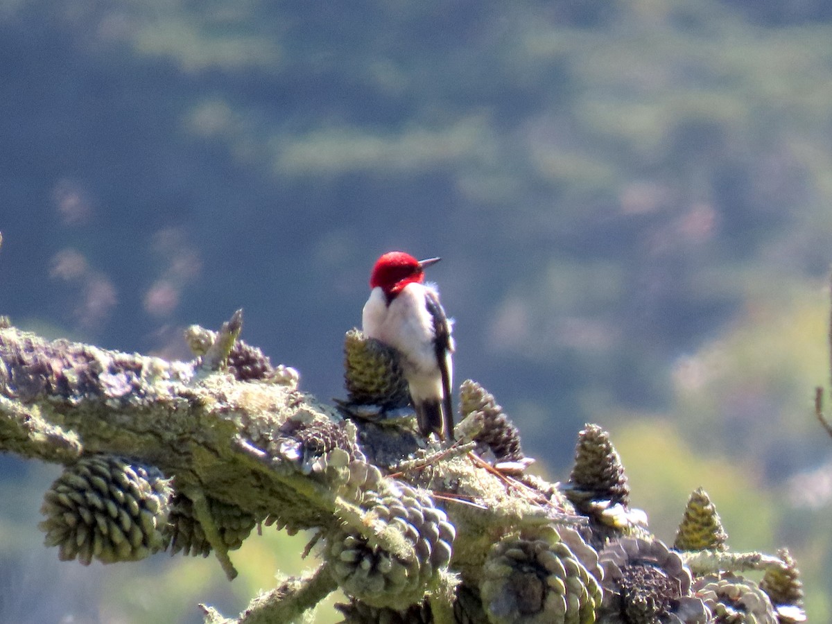 Red-headed Woodpecker - ML598826551