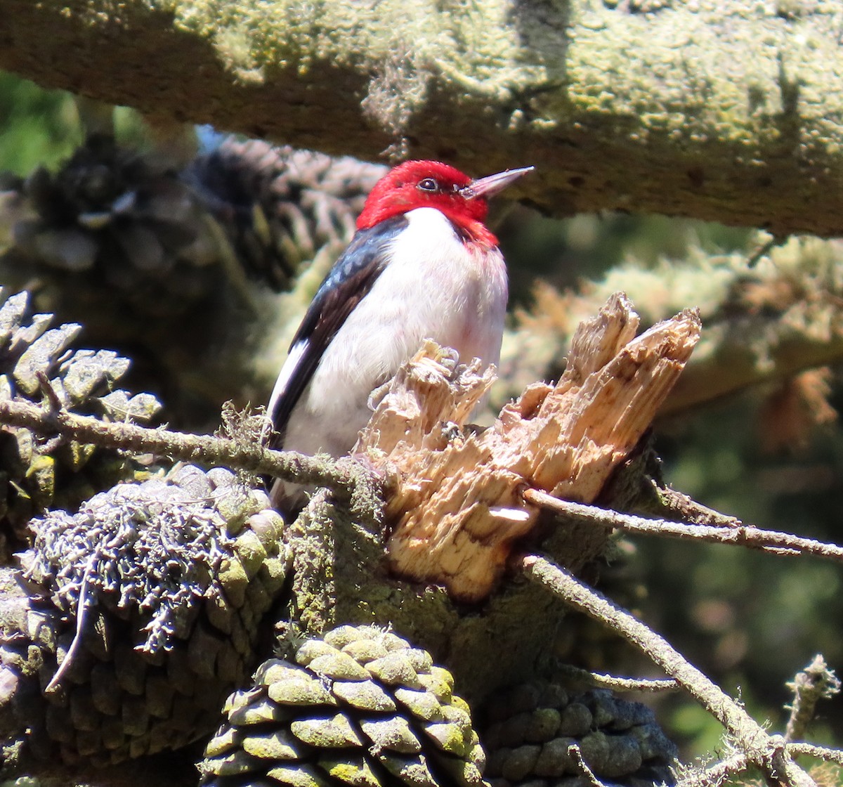 Red-headed Woodpecker - ML598826561
