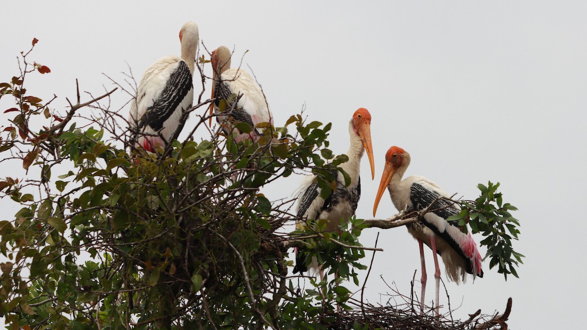 Painted Stork - Sabine Sill