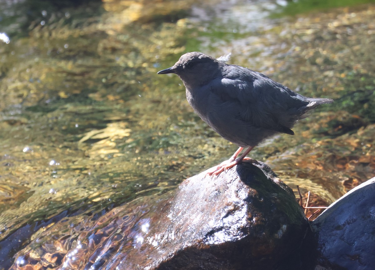 American Dipper - ML598826791