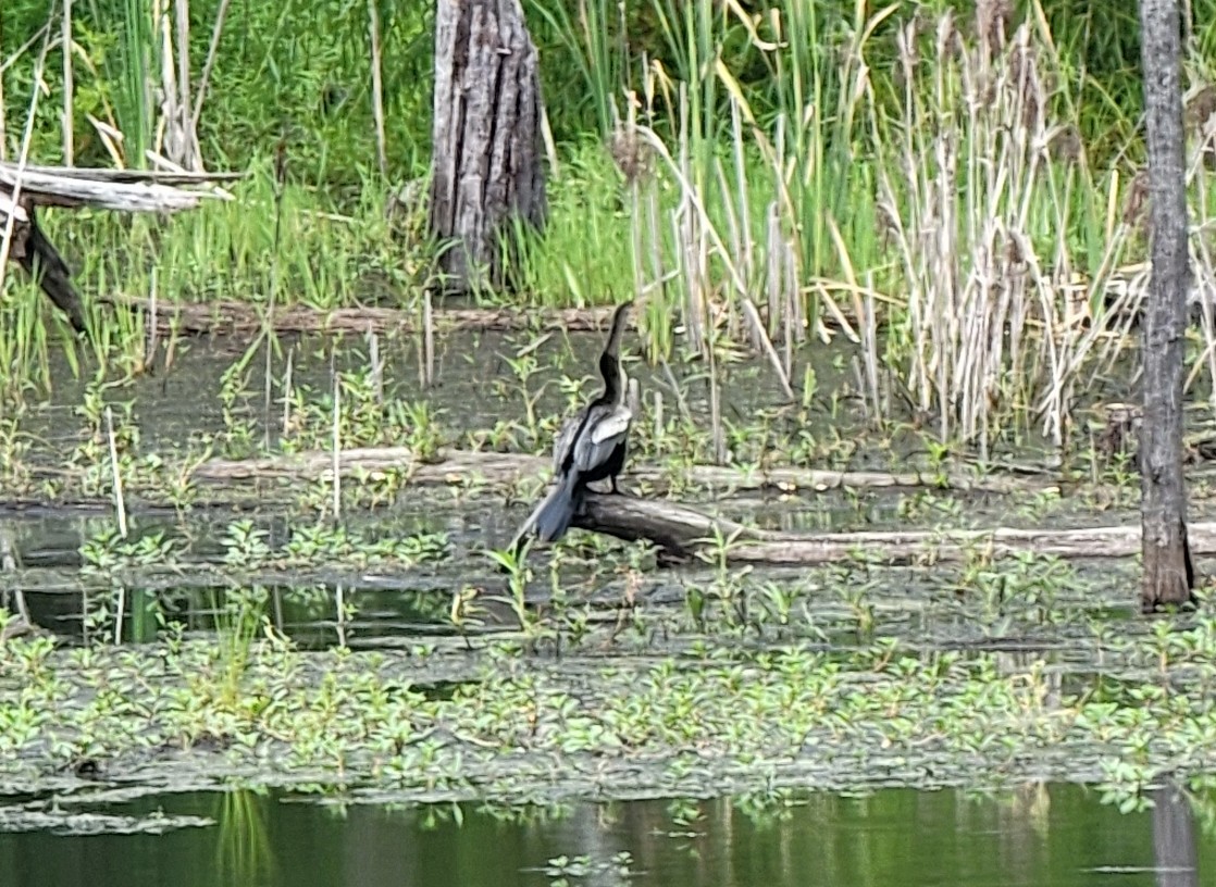 Anhinga - ML598826851