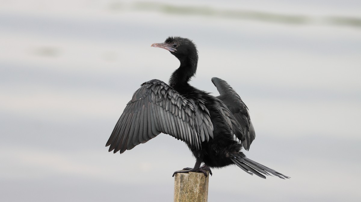 Cormorán de Java - ML598826941