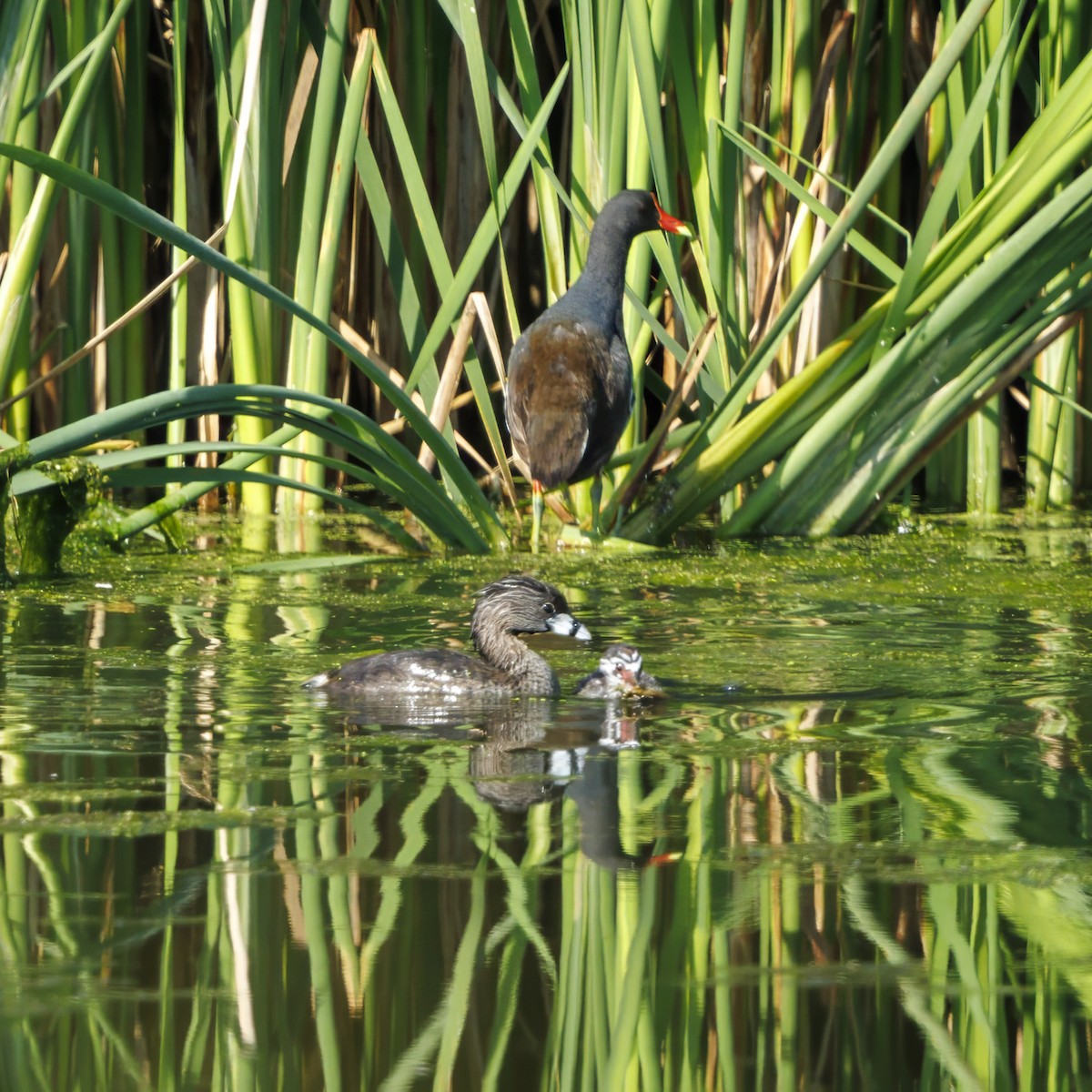 Common Gallinule - ML598826951