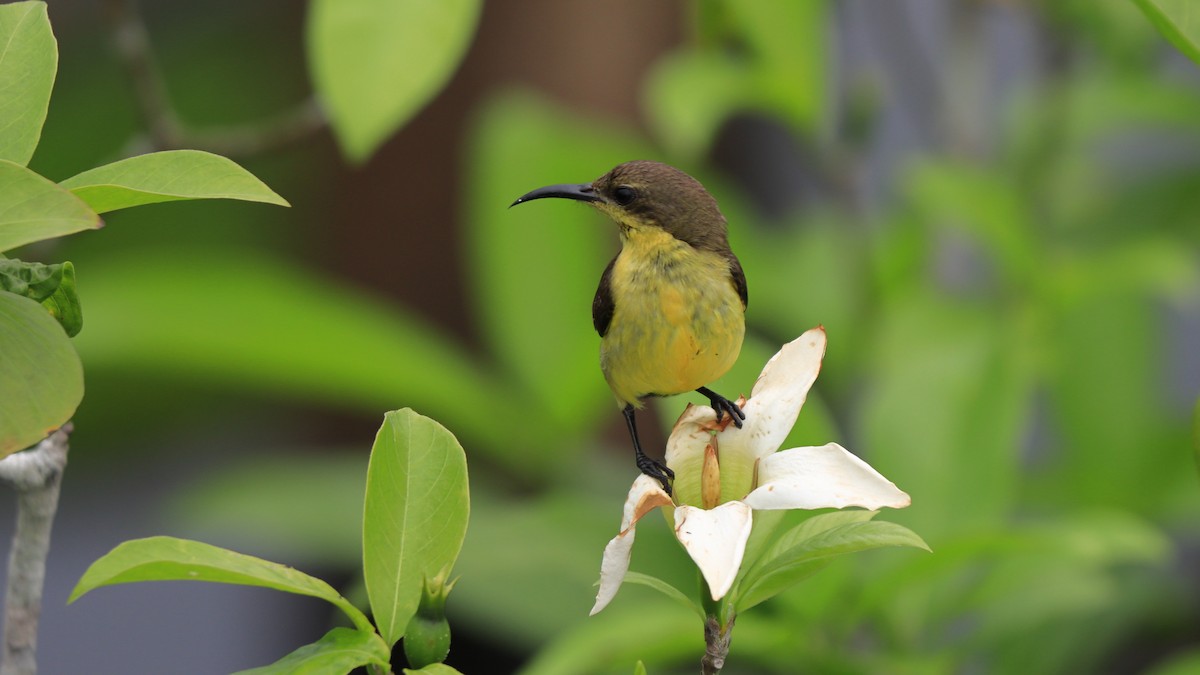 黃腹花蜜鳥 - ML598827451