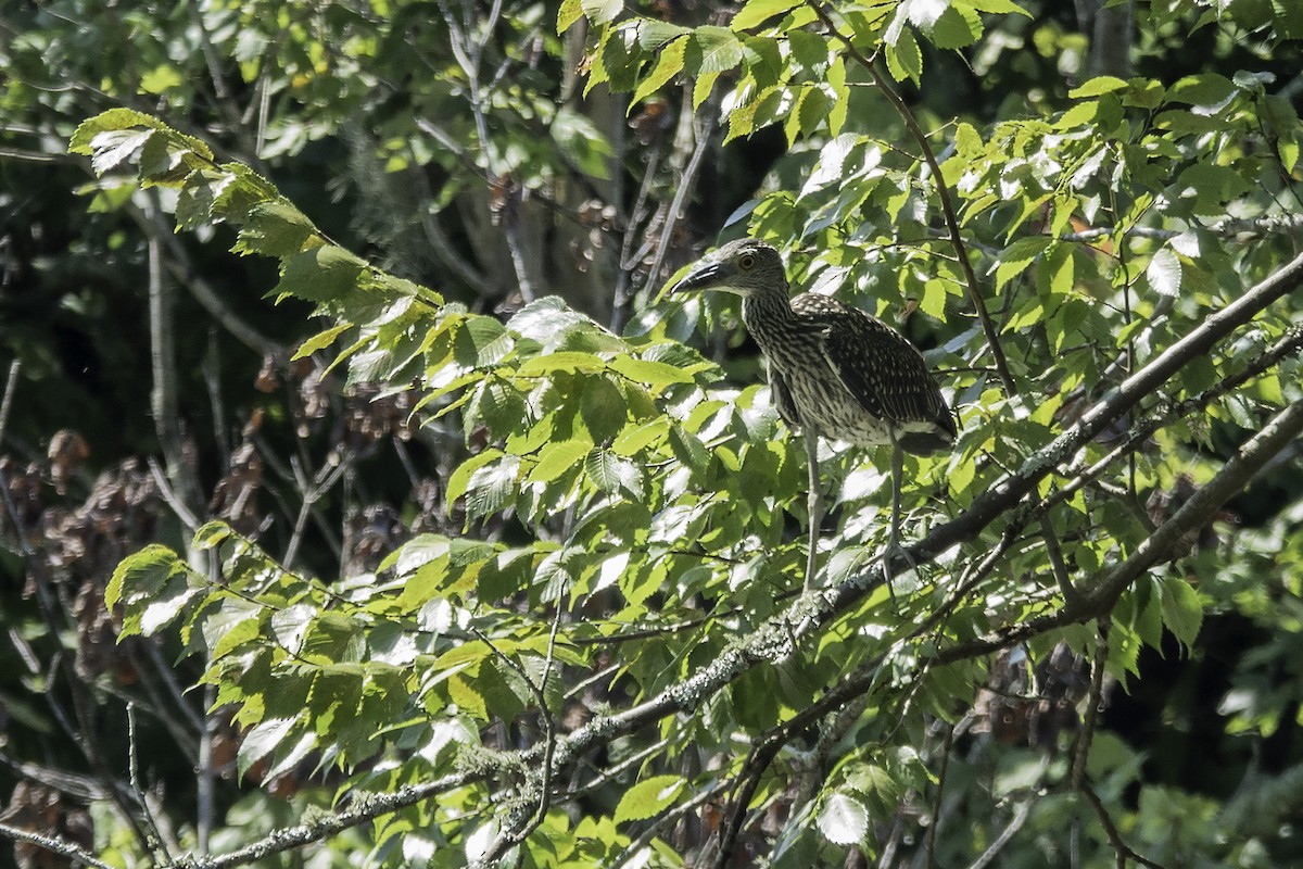 Yellow-crowned Night Heron - ML598828371