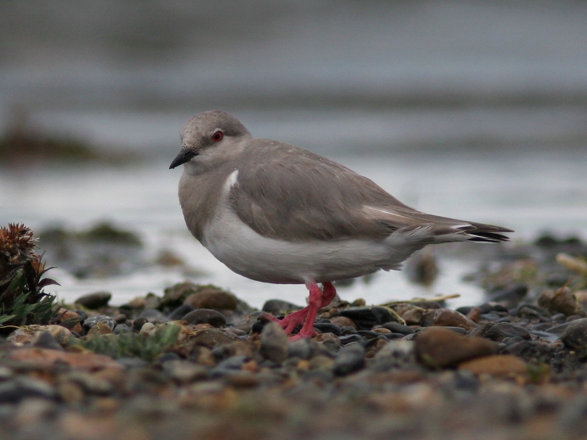 Magellanic Plover - ML598829091