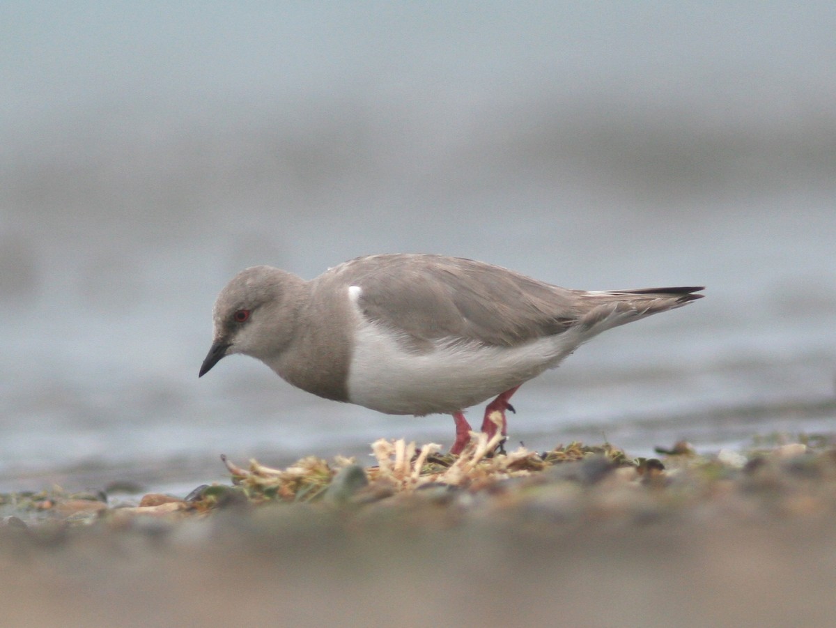 Magellanic Plover - Markus Deutsch