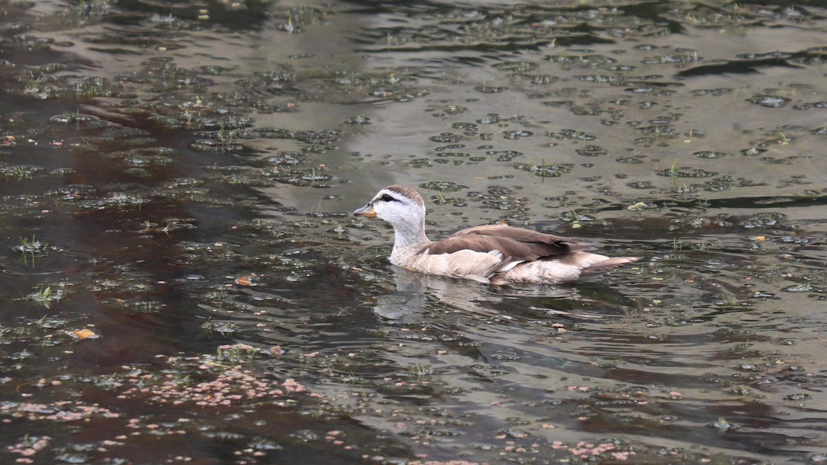 Cotton Pygmy-Goose - Sabine Sill