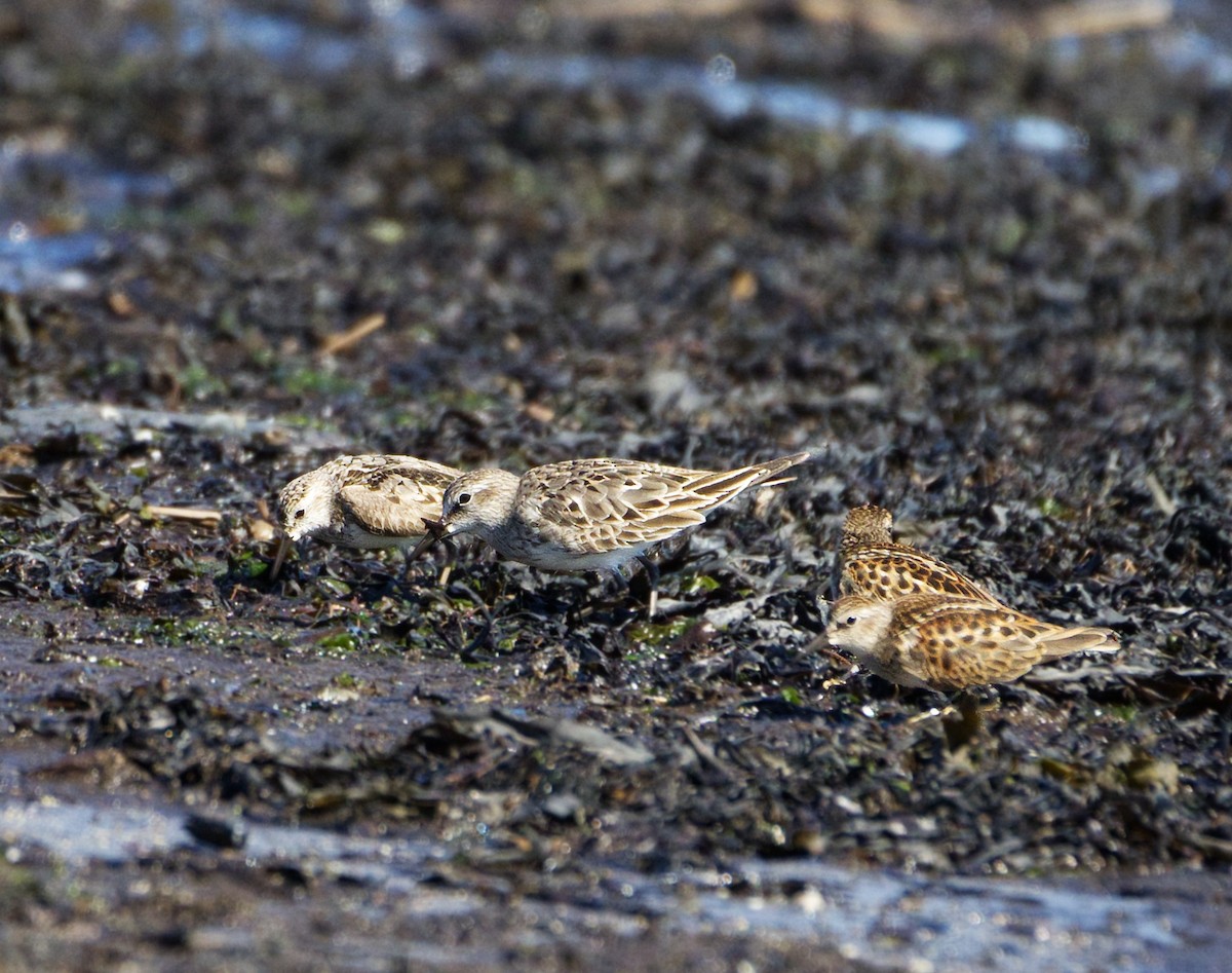 Weißbürzel-Strandläufer - ML598829871