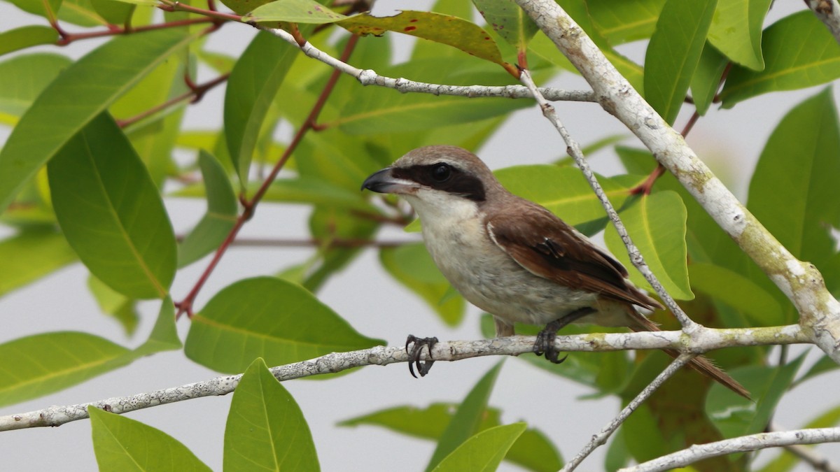 Tiger Shrike - Sabine Sill