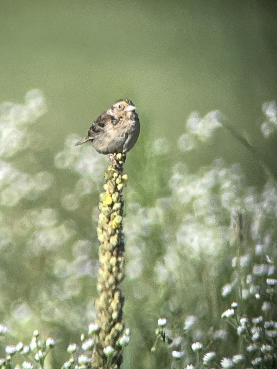 Grasshopper Sparrow - ML598830861