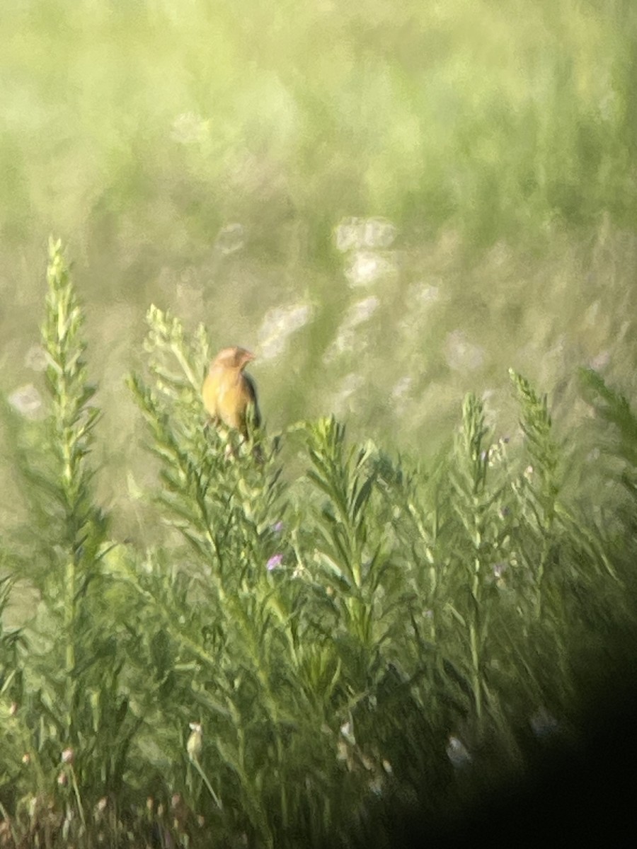 Bobolink - ML598830981