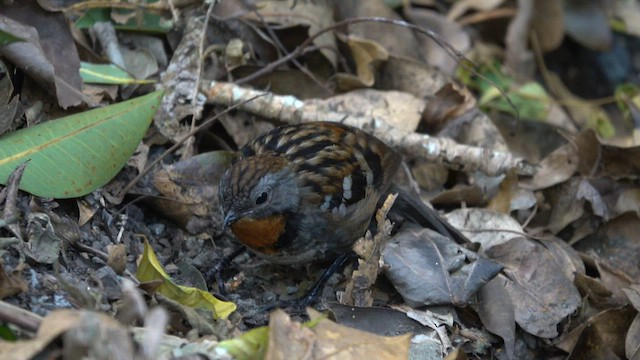 Australian Logrunner - ML598831221