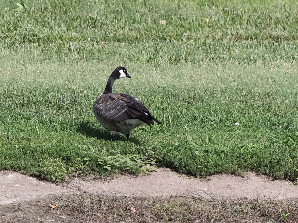 Cackling Goose - ML598831811