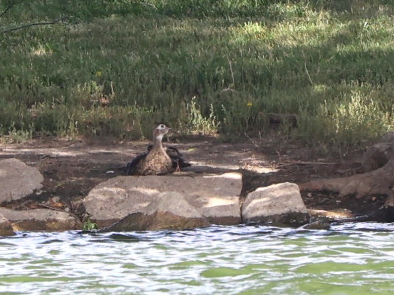 Wood Duck - ML598832051